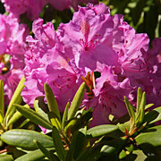 Rhododendron