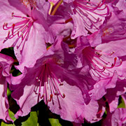 Rhododendron