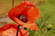 Mohn