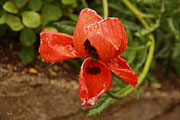 Mohn