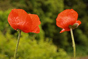 Mohn