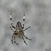 Spinne - 09-2009