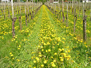 Lichtenstein - Vaduz - April 2009