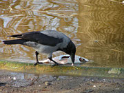 Mahlzeit - Februar 2008