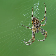 Spinne - 09-2009