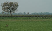 Im Seewinkel