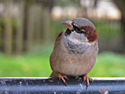 Spatz in Schönbrunn - Oktober 2008