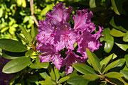 Rhododendron