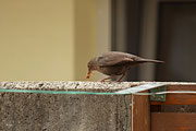 Amsel in meinem Garten - Futter für die Jungen - 27.Juni 2013