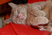 Charly - Februar 2013