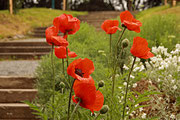 Mohn