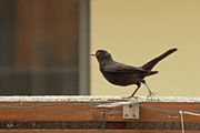 Amsel in meinem Garten - Futter für die Jungen - 27.Juni 2013