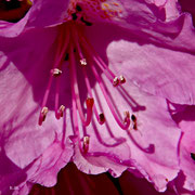 Rhododendron