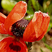 Mohn