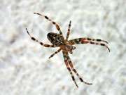 Spinne - 09-2006