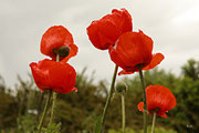 Mohn