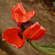 Mohn