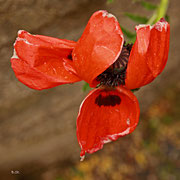 Mohn