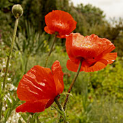 Mohn