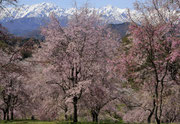 「山里の春」小川村･立屋番所の桜 / 松田：好きな桜です。初めて行った時は若木でしたが今は大きくなって、残雪の後立山連峰を背にして美しい景色が広がります。