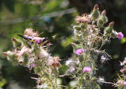 22 Chardonneret élégant sur plante sauvage (Cirse commun)