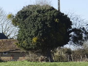 1  Vieil arbre dans un pré