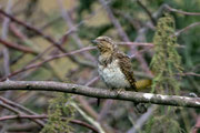 Wendehals (Jynx torquilla), Schweiz