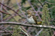 Wendehals (Jynx torquilla), Schweiz