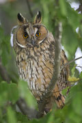 Waldohreule(Asio otus), Birrfeld AG