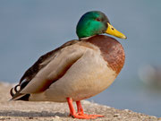 Stockente M (Anas platyrhynchos), Klingnauer Stausee