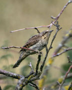 Wendehals (Jynx torquilla), Schweiz