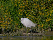 Seidenreiher (Egretta garzetta), Klingnauer Stausee