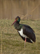 Schwarzstorch (Ciconia nigra), Rälliker Ried