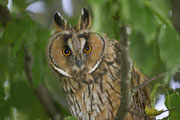 Waldohreule(Asio otus), Birrfeld AG