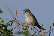 Sperbergrasmücke (Sylvia nisoria), Neusiedlersee