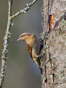 Wendehals (Jynx torquilla), Bialowieza, Polen