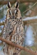 Waldohreule(Asio otus), Oberwil-Lieli AG