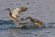 Schnatterenten bei Balz, Klingnauer Stausee