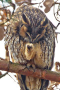 Waldohreule(Asio otus), Birrfeld AG