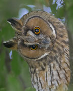 Waldohreule(Asio otus), Birrfeld AG