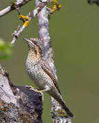 Wendehals (Jynx torquilla), Schweiz