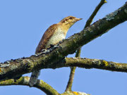 Wendehals (Jynx torquilla), Bialowieza, Polen