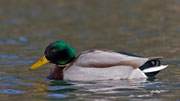 Stockente M (Anas platyrhynchos), Dietikon