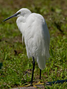 Seidenreiher (Egretta garzetta), La Sauge Grand Etang / Cudrefin