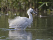 Seidenreiher (Egretta garzetta), Klingnauer Stausee