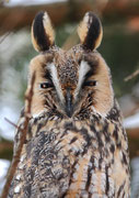 Waldohreule(Asio otus), Oberwil-Lieli AG