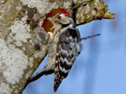 Kleinspecht (Dendrocopus minor), Pfäffikersee