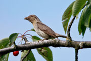 Wendehals (Jynx torquilla), Schweiz