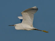 Seidenreiher (Egretta garzetta), La Sauge / Cudrefin