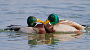 Stockente M (Anas platyrhynchos), Klingnauer Stausee